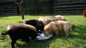 Topfen, Flcken und Honig - Mahlzeit!