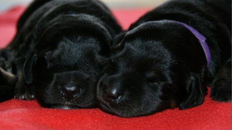 Bruder (blau) und Schwester (lila)